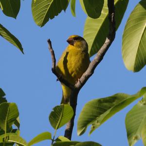 European Greenfinch