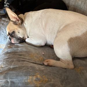 French Bulldog