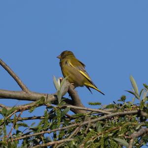 European Greenfinch