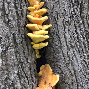 Chicken Mushroom