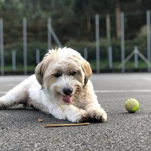 Unknown Breed