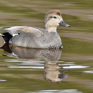 Gadwall