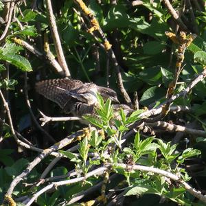 Eurasian Wryneck