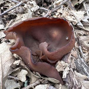 Unknown Species
