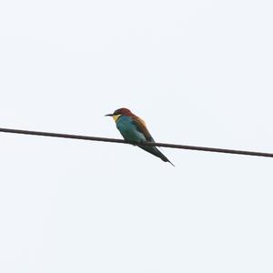 European Bee-eater