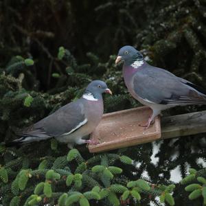 Common Wood-pigeon
