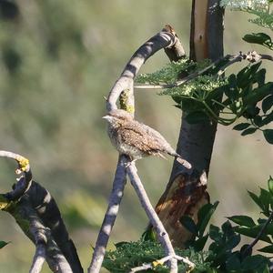 Eurasian Wryneck