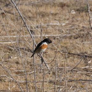 Europäisches Schwarzkehlchen