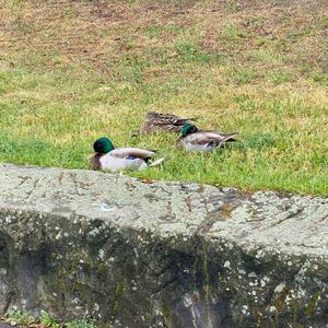 Stockente