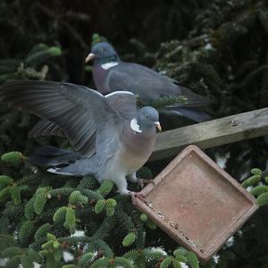 Common Wood-pigeon