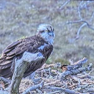 Osprey