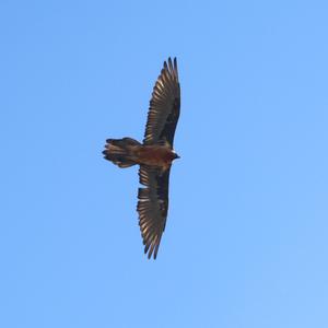Bartgeier