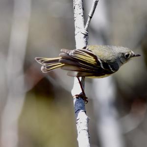Ruby-crowned Kinglet