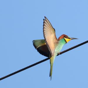 European Bee-eater