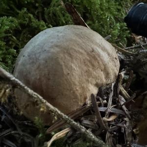 Falscher Anhängselröhrling