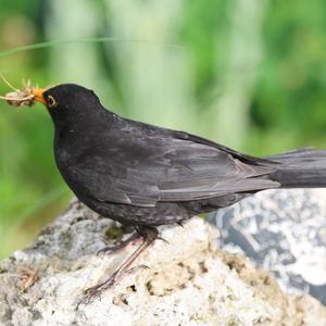 Amsel
