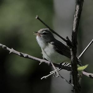 Sängervireo