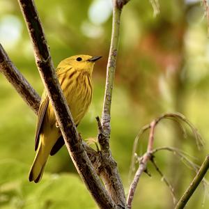 Yellow Warbler
