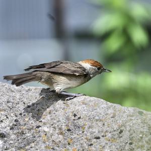 Blackcap