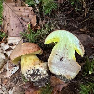 Falscher Anhängselröhrling