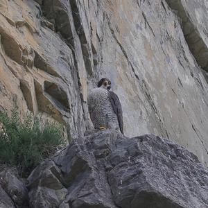 Peregrine Falcon