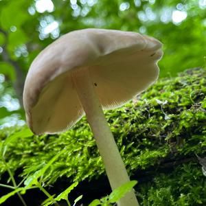 Fawn Mushroom