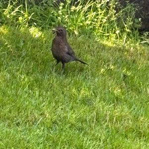 Eurasian Blackbird