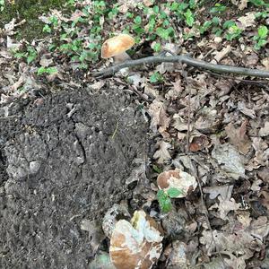 Summer Bolete