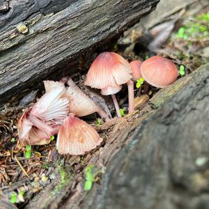Grosser Bluthelmling