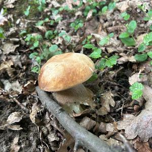 Summer Bolete