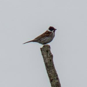 Reed Bunting