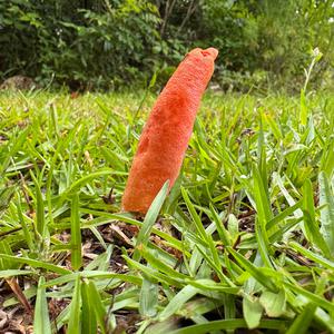 Gemeine Stinkmorchel