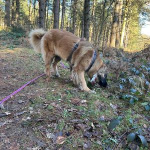 Leonberger