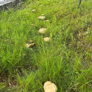Summer Bolete