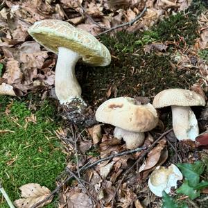 Summer Bolete