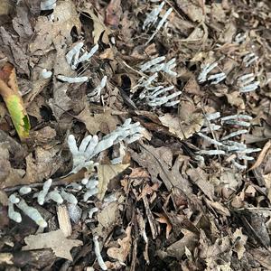 Unknown Species