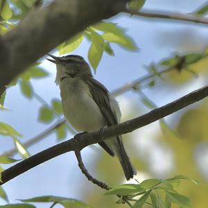 Rotaugenvireo