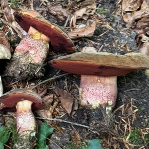 Dotted-stem Bolete