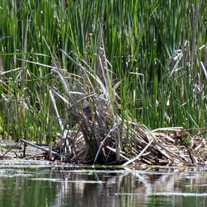 Nordamerikanische Rohrdommel