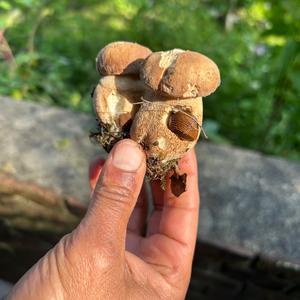 Summer Bolete