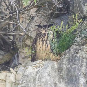 Eurasian Eagle-owl
