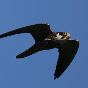 Baumfalke