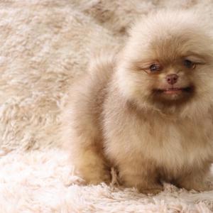 Pomeranian