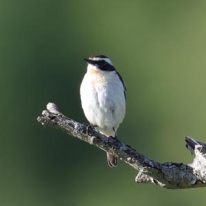 Braunkehlchen