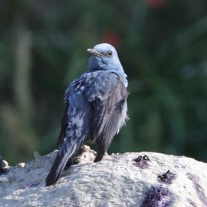 Blaumerle