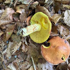 Unknown Species