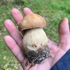 Summer Bolete