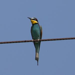 European Bee-eater
