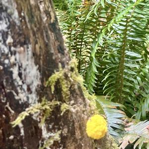Unknown Species