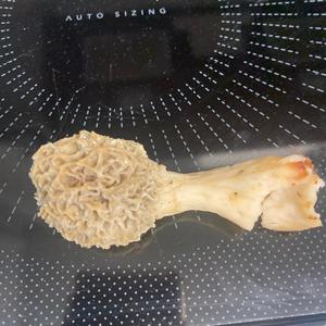 Yellow Morel